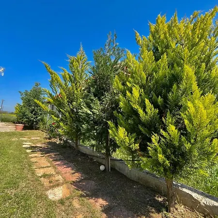 Felix Nea Plagia
